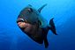 Triggerfish